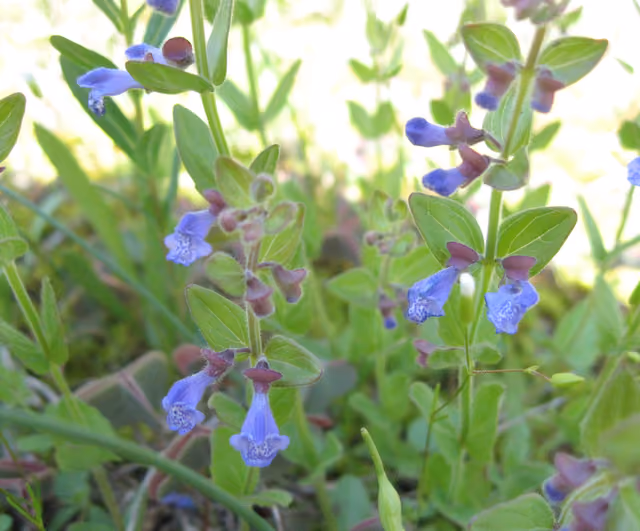 Scutellaria parvula in a cedar glade at Cedars of Lebanon State Park , Wilson County, Tennessee