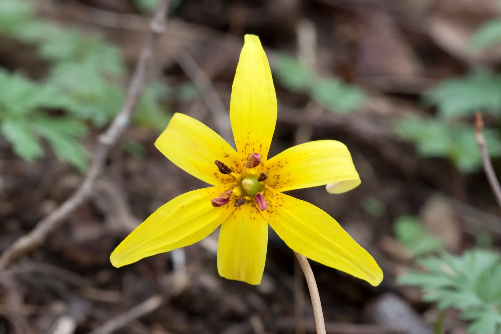 Trout lily ( Erythronium americanum ) at Radnor Lake in Nashville, Tennessee