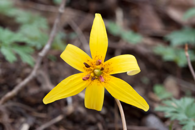 Trout lily ( Erythronium americanum ) at Radnor Lake in Nashville, Tennessee