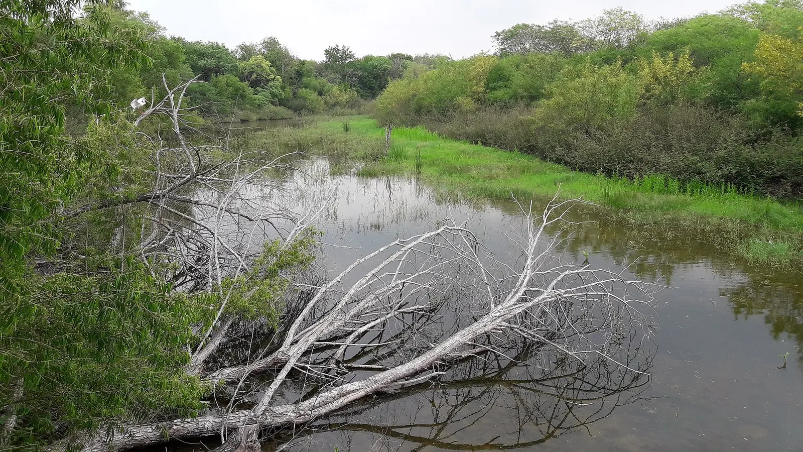 Resaca on Mexican Olive Trail
