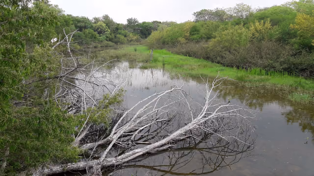 Resaca on Mexican Olive Trail