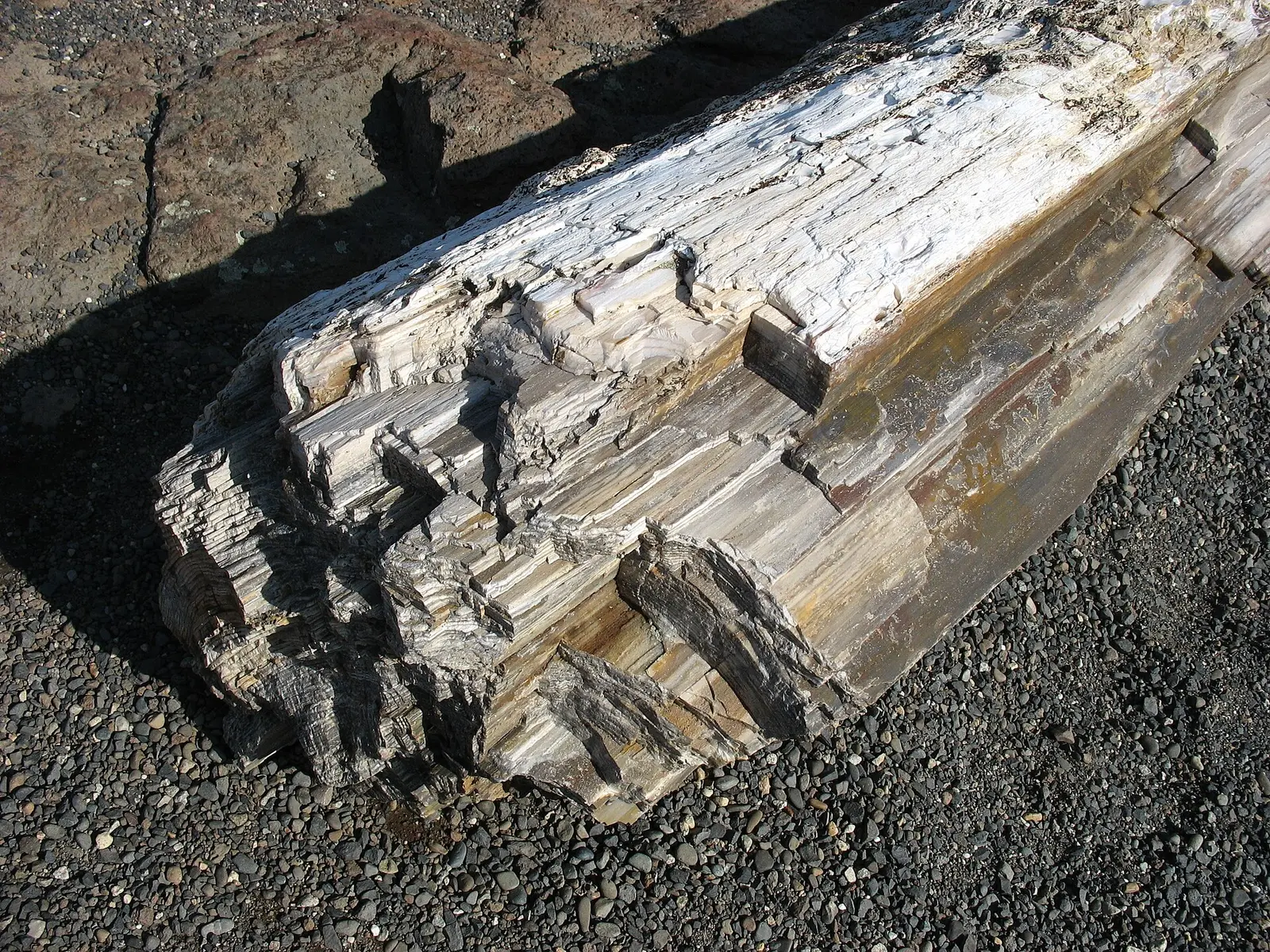 Petrified wood from the Ginkgo Petrified Forest State Park in Washington state, USA