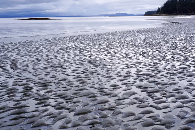 Leadbetter Point, die sogenannte Nordspitze der Long Beach Peninsula im Leadbetter Point State Park, US-Bundesstaat Washington,…
