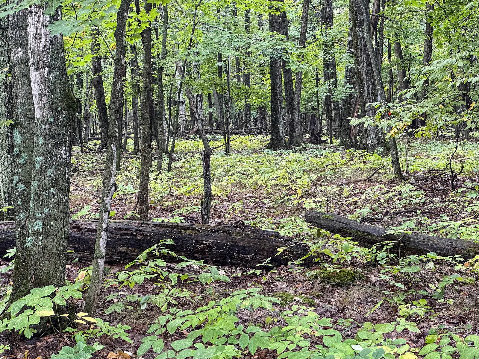 Birch-flanked woodland with large fallen logs across a green understory — Potawatomi State Park