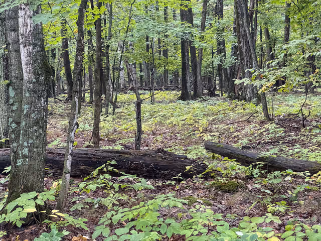 Birch-flanked woodland with large fallen logs across a green understory — Potawatomi State Park