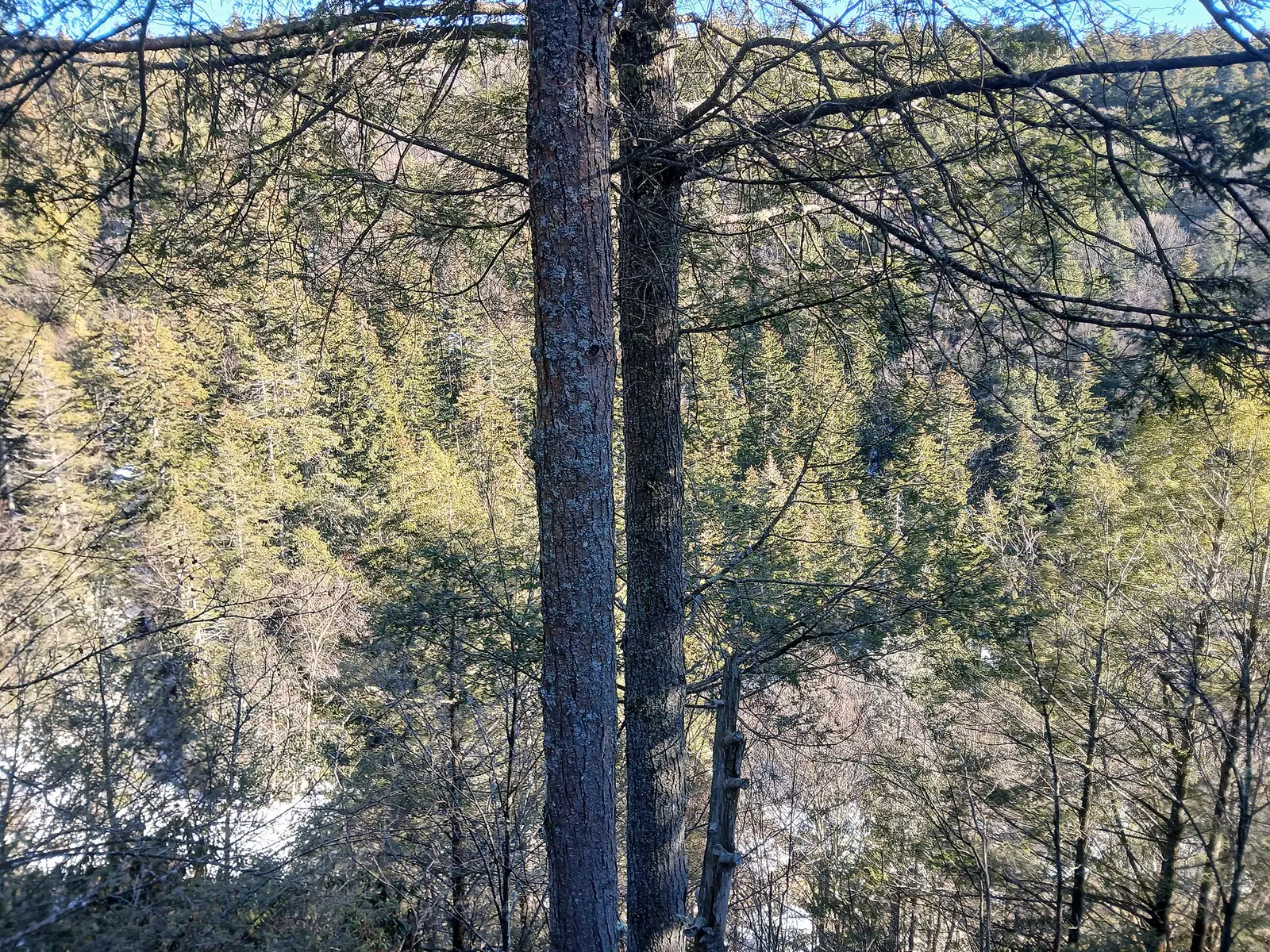 Hemlocks and Red Spruce in Blackwater Canyon