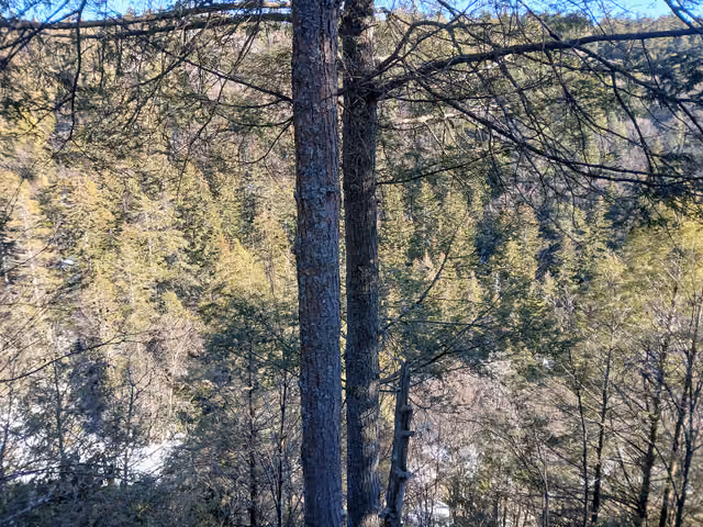 Hemlocks and Red Spruce in Blackwater Canyon